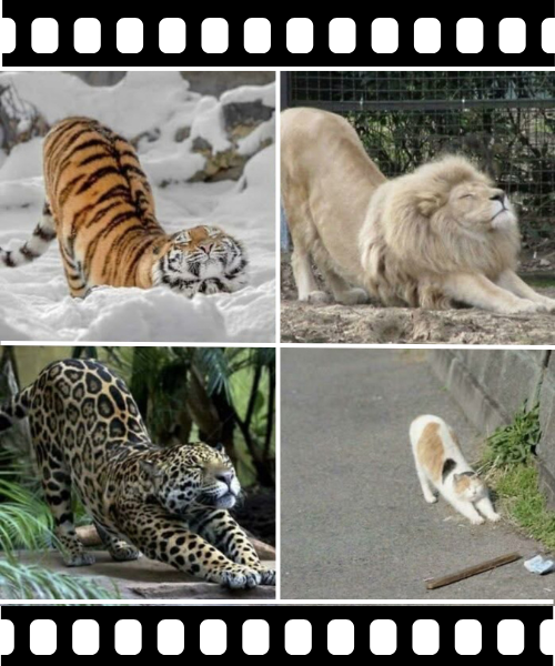 自然界で生きる動物の習性から学ぶことが多い